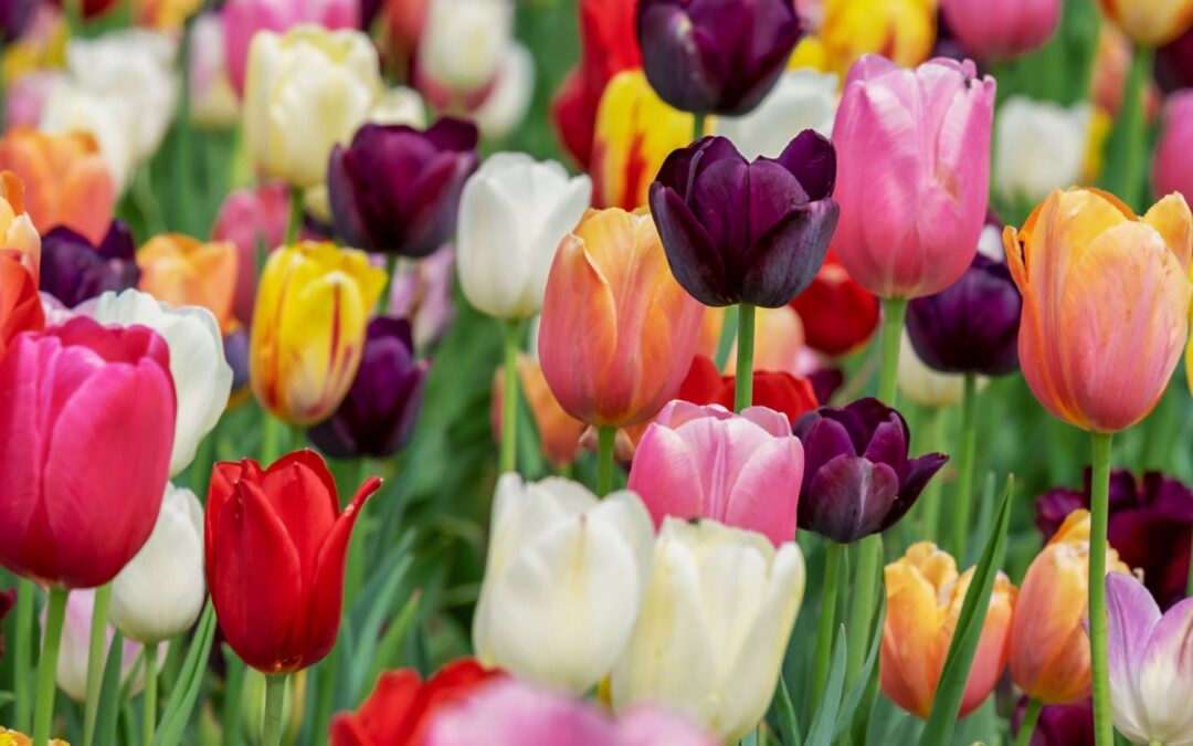 Ludilo zvano Tulipmanija