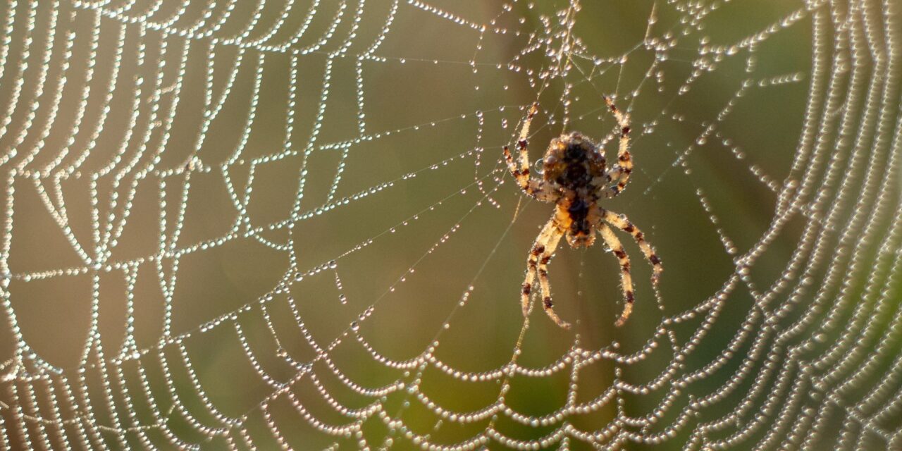 Paukova mreža je jača od čelika